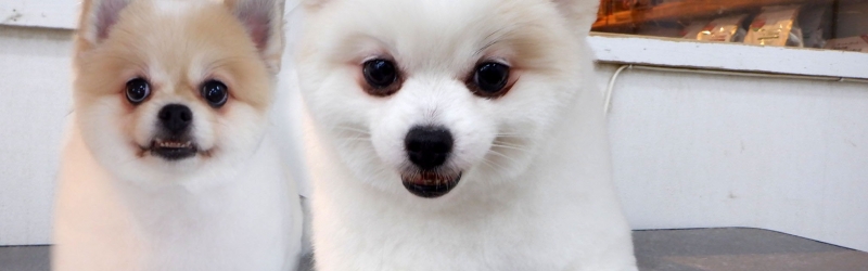 大井松田 小田原のトリミング グッズ いぬ吉