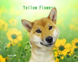 サクラyellow flower3月