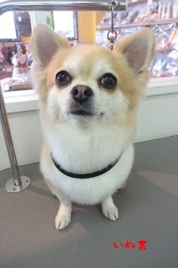 yuzu2016021307