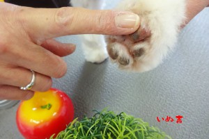 purin2016040903