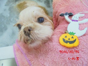 purin2016102906