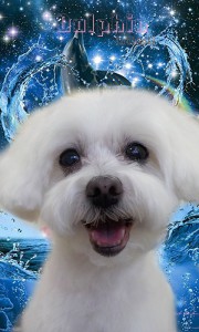 chami