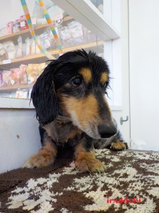 choko090206