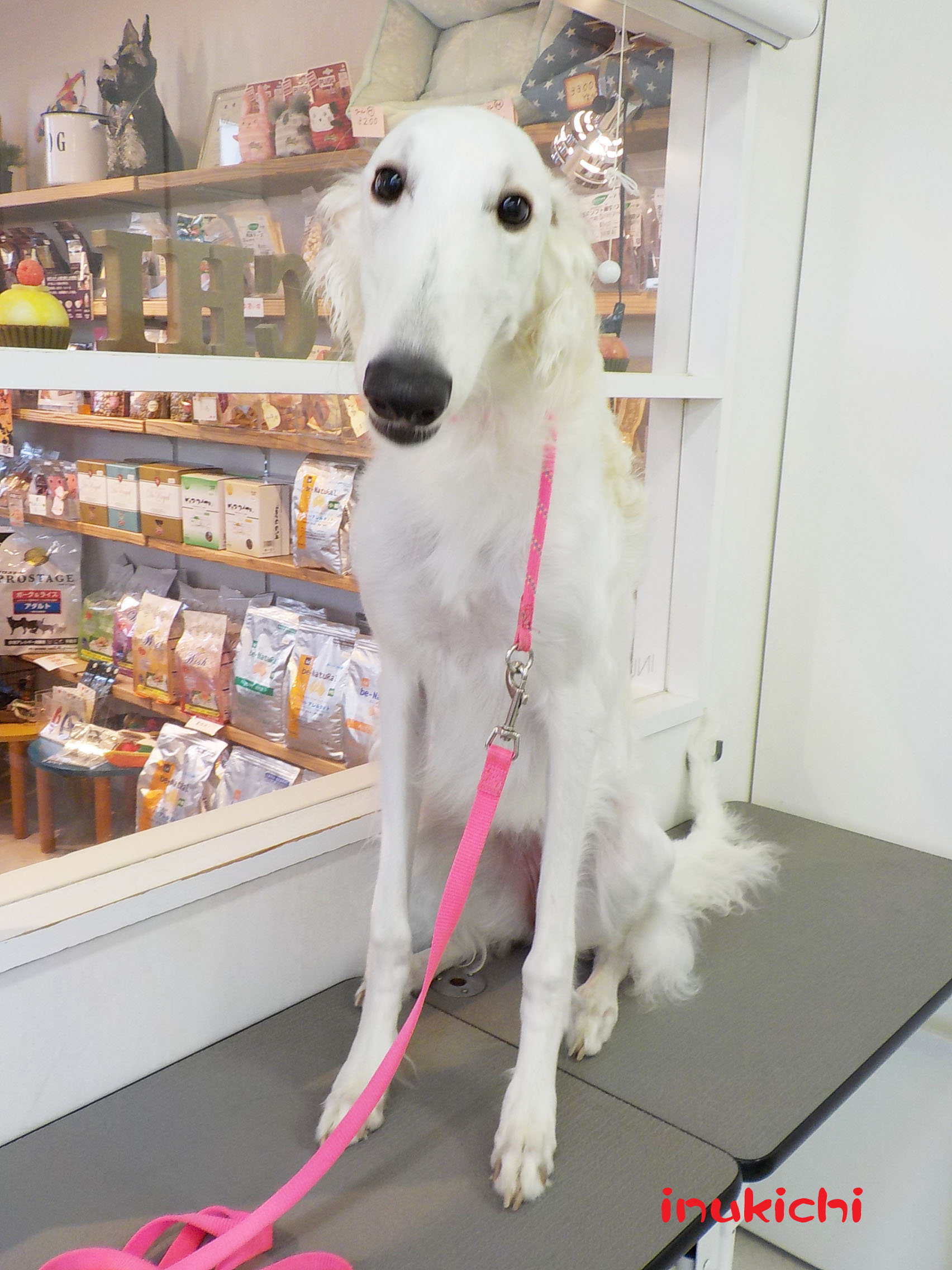 子犬 ボルゾイ