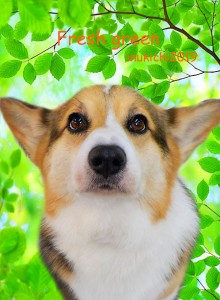 Fresh green leaves in the forest.