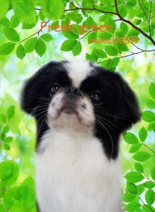 Fresh green leaves in the forest.