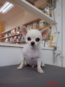 fuwa09