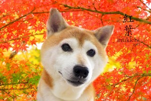 紅葉2021下澤まろ