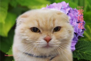 紫陽花_高橋あもー