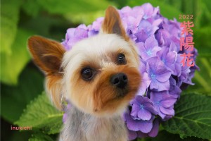 紫陽花大平ルカ