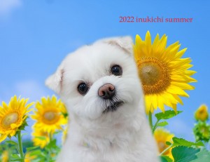 ひまわり_石代れん