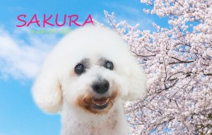 sakura23__平井リッキー