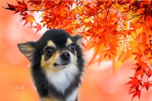 紅葉2023_渡辺エイト