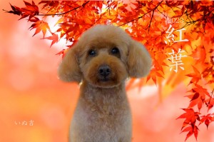紅葉2023_深澤ふう