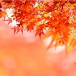 今日はどんな子が来てくれたかなあ。。。