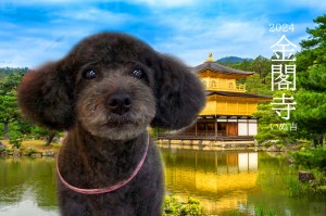 金閣寺_浦井ネネ