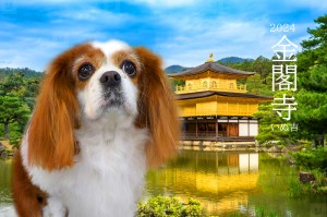 金閣寺_小川メリー3