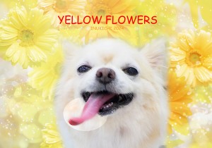 黄色花_田辺くぅ