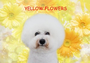 黄色花佐藤キクリ