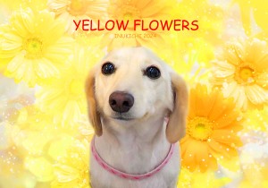 黄色花花堂ラム
