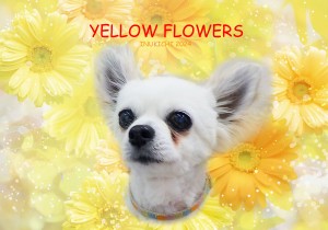 黄色花_清澤チー