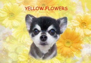 黄色花_古林ベル