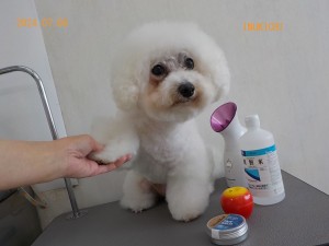 佐藤コハクN