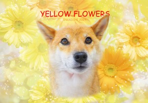 黄色花_水品サクラ