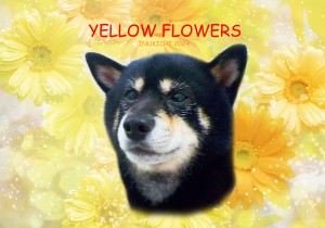 黄色花_中村ソロ