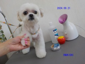 千葉ルールーN