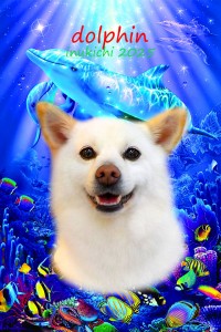 dolphin_磯崎しらたま