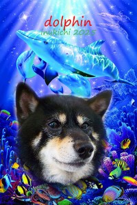 dolphin中村ソロ