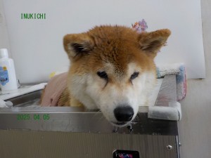 杉本銀J