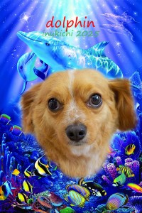 dolphin久保ロコ