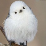 今日はどんな子が来てくれたかなあ。。。