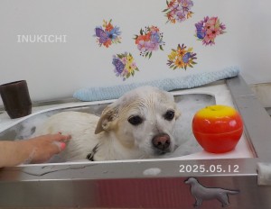 関マシューJ