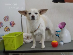 関マシューN