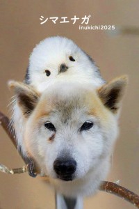 シマエナガ_清水ニコ