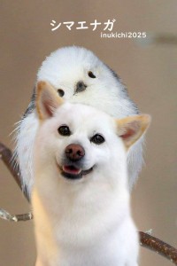 シマエナガ_磯崎しらたま
