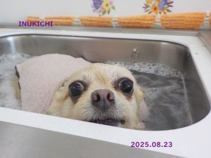 三尋木さらJ