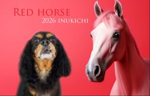 赤い馬夏苅まろ