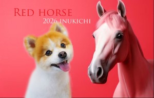 赤い馬秋沢ココア