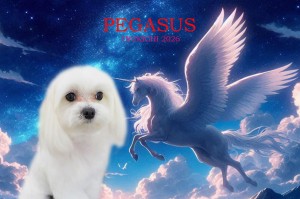 ペガサス_平野ティノ