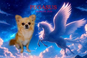 ペガサス_村越ちょび