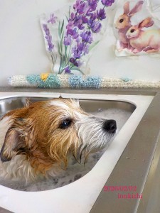 杉山スカーレット0202