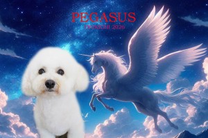 ペガサス_安部ヘイリー