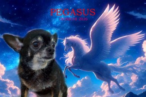 ペガサス_森越もも