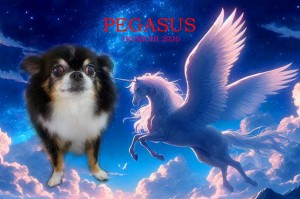 ペガサス_中村チョビ