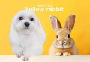 うさぎ 平野ティノ