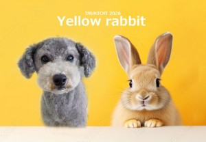 うさぎ 中村こたろう